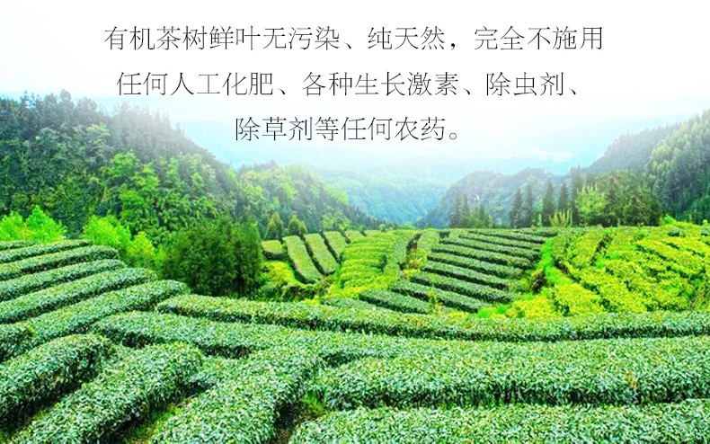 雅安一带云雾茶园景色