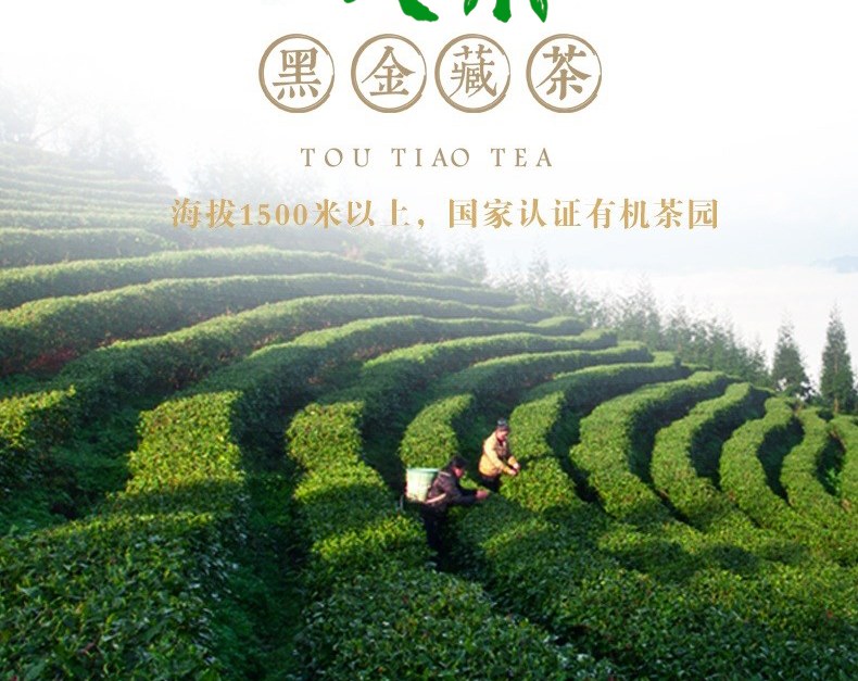 高山梯田茶园