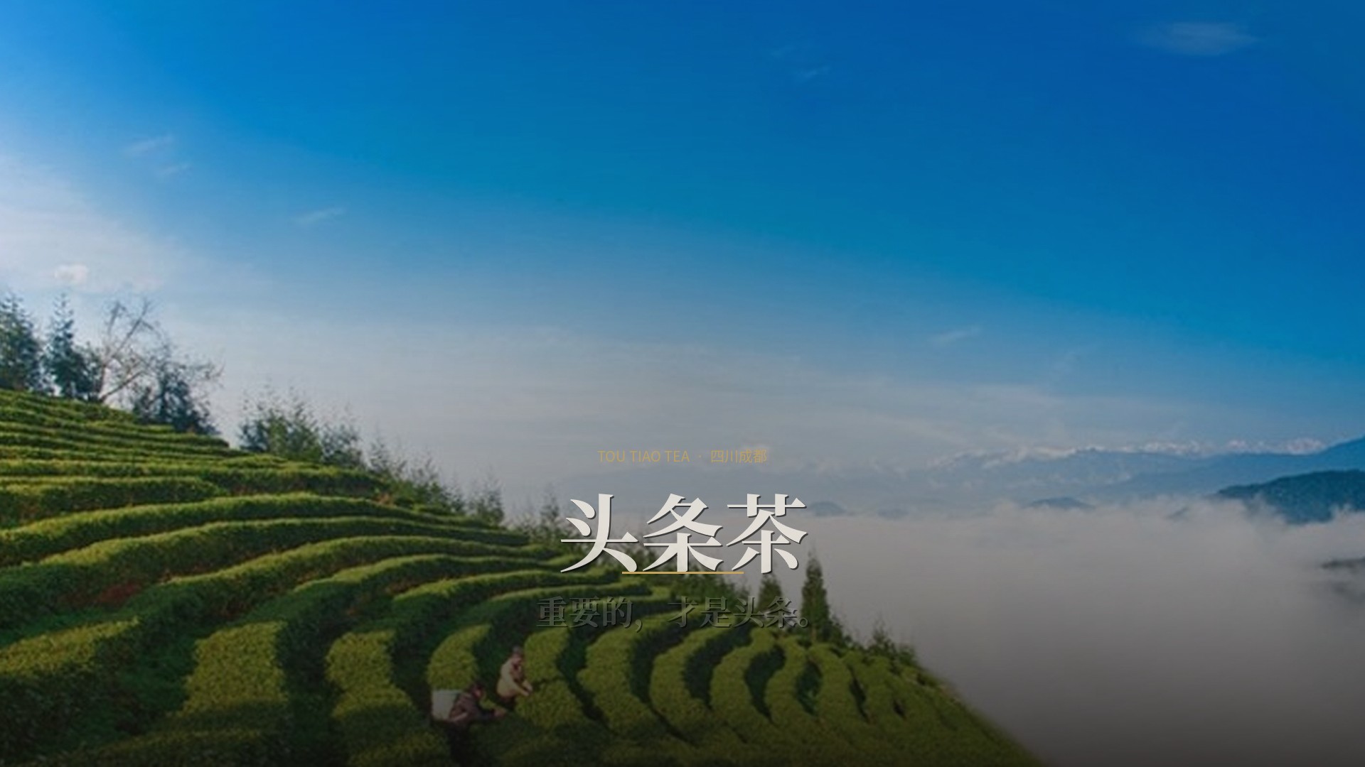 头条茶品牌画面